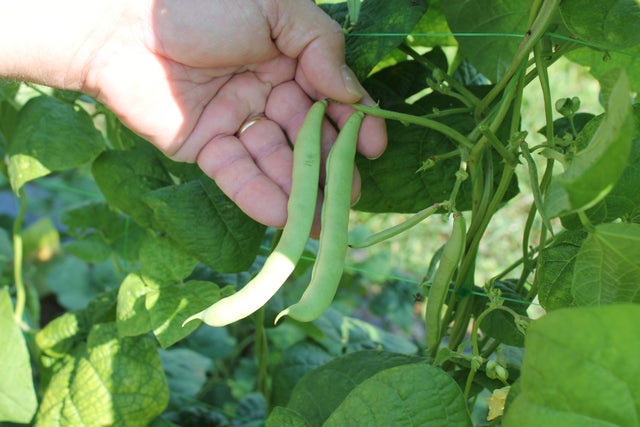 HALF RUNNER BEANS: Many people in recent years have stopped growing ...