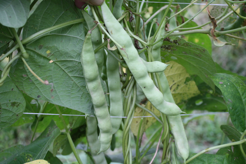 CORNFIELD BEANS: Also known as pole beans, stick beans, and trellis ...
